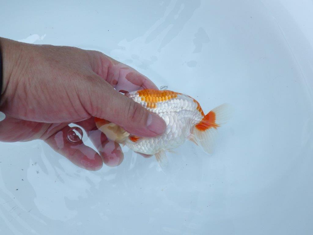 【東関脇 】稲沢錦鱗会　研究会　入賞魚　約13㎝ オス？