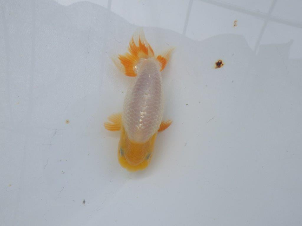 【岐阜フンタンブリーダー】赤色の入り方が綺麗な当歳らんちゅう約11㎝オス？