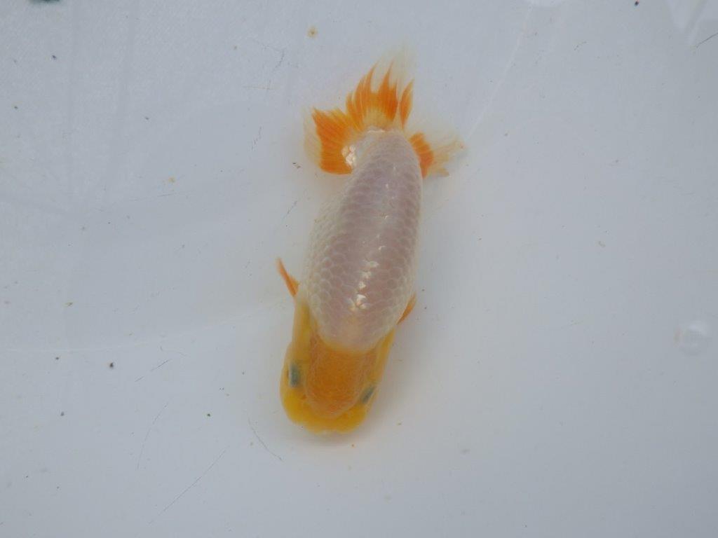 【岐阜フンタンブリーダー】赤色の入り方が綺麗な当歳らんちゅう約11㎝オス？