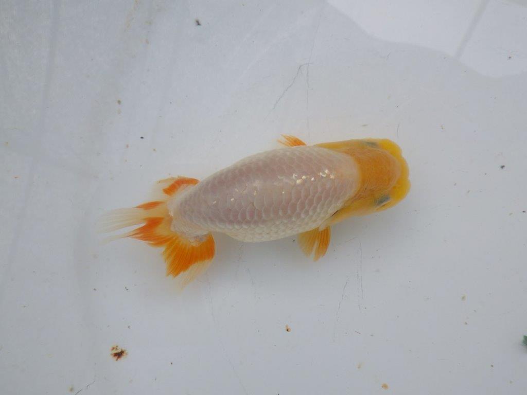 【岐阜フンタンブリーダー】赤色の入り方が綺麗な当歳らんちゅう約11㎝オス？