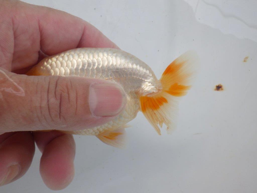 【岐阜フンタンブリーダー】赤色の入り方が綺麗な当歳らんちゅう約11㎝オス？