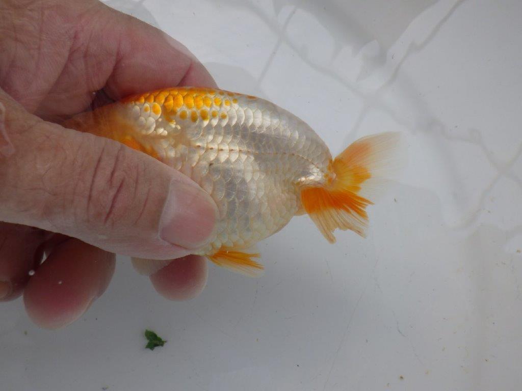 【岐阜フンタンブリーダー】尾張りが良く綺麗な柄の更紗!当歳らんちゅう約11㎝オス?