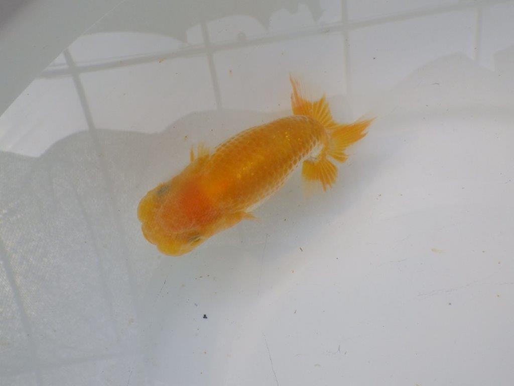 【岐阜フンタンブリーダー】大きくなるタイプ？の当歳らんちゅう約12㎝性別不明