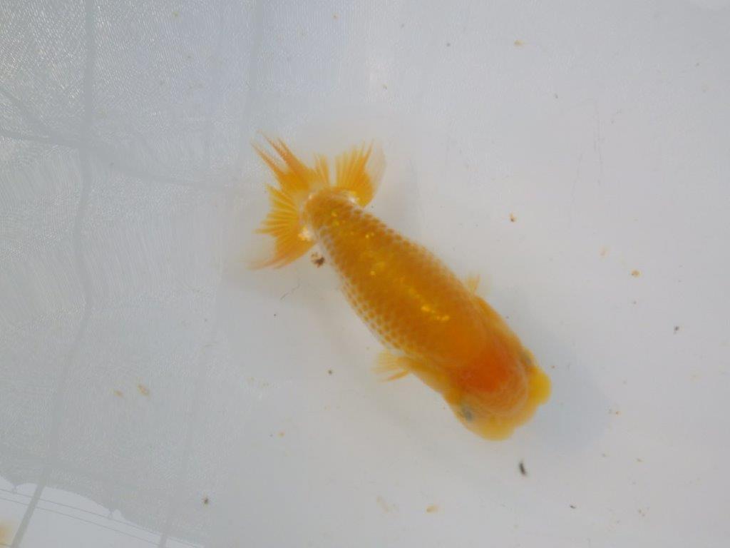 【岐阜フンタンブリーダー】大きくなるタイプ？の当歳らんちゅう約12㎝性別不明