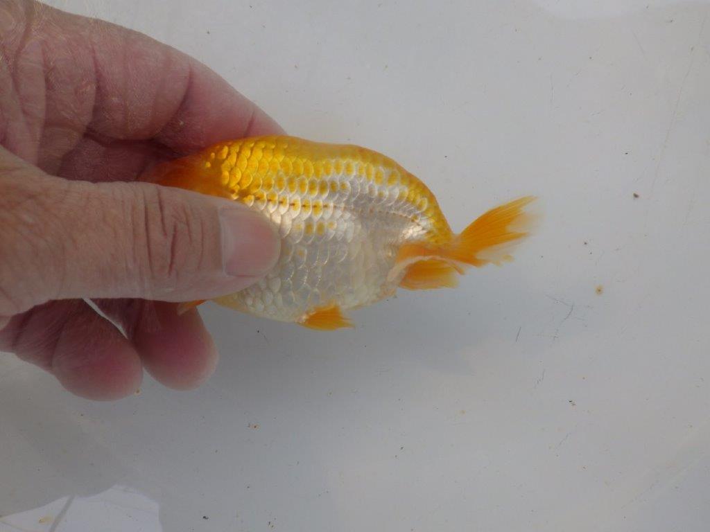 【岐阜フンタンブリーダー】大きくなるタイプ？の当歳らんちゅう約12㎝性別不明