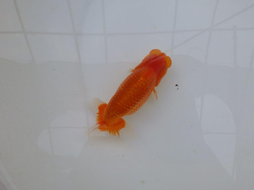 【愛知M 様作当歳らんちゅう 】素晴らしい雰囲気のらんちゅう　約14㎝オス？