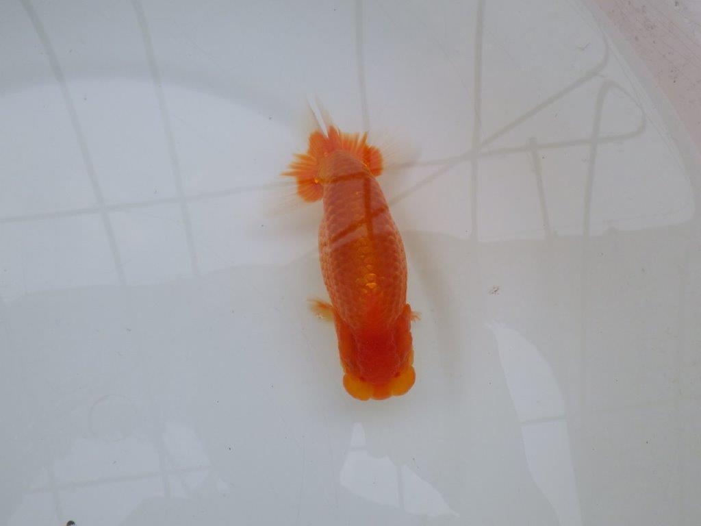 【愛知M 様作当歳らんちゅう 】素晴らしい雰囲気のらんちゅう　約14㎝オス？