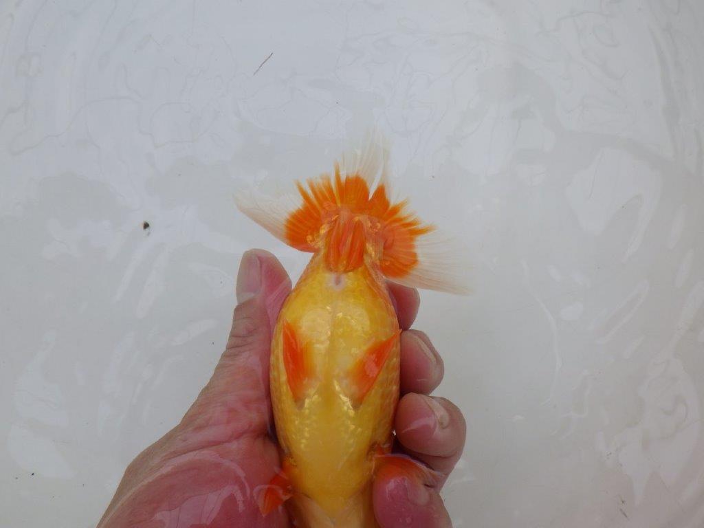 【愛知M 様作当歳らんちゅう 】素晴らしい雰囲気のらんちゅう　約14㎝オス？