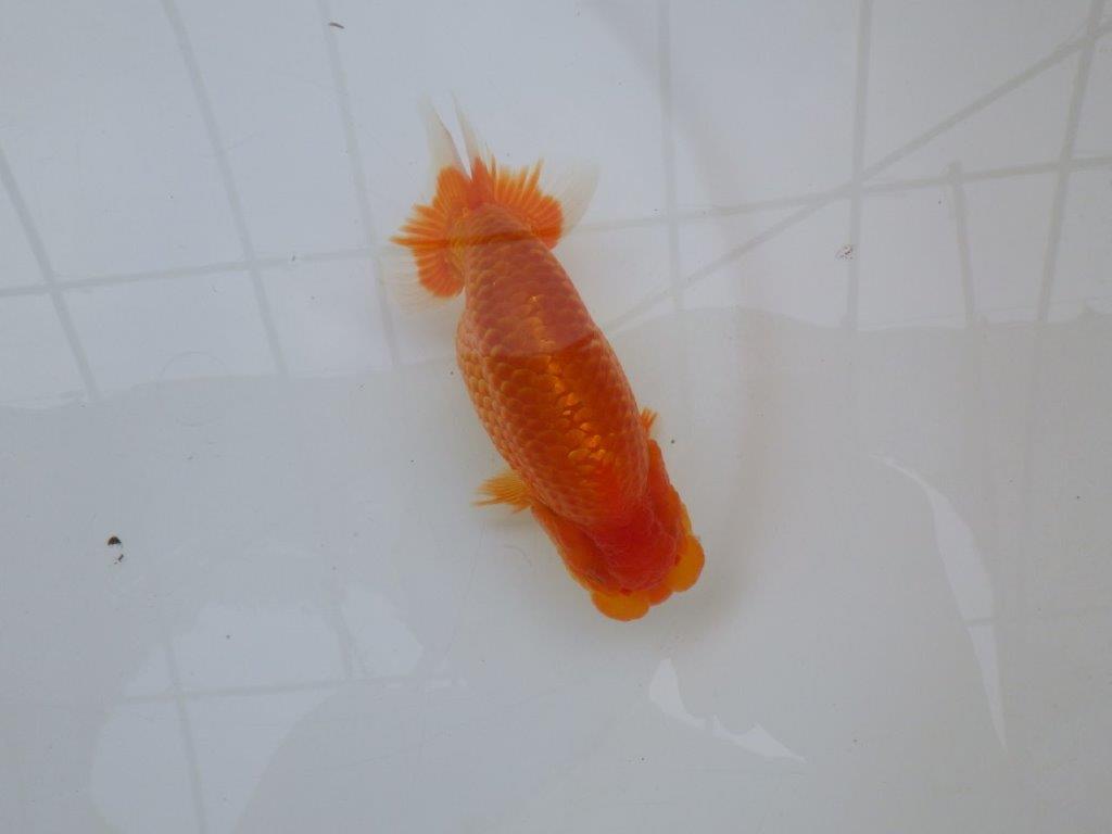 【愛知M 様作当歳らんちゅう 】素晴らしい雰囲気のらんちゅう　約14㎝オス？