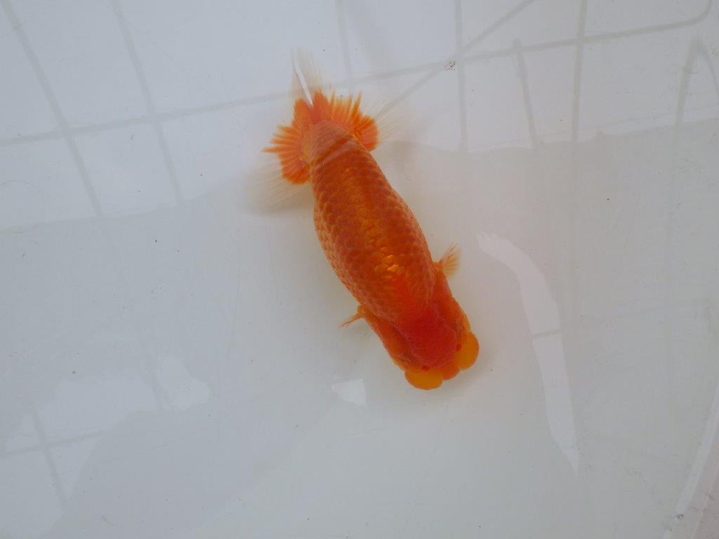 【愛知M 様作当歳らんちゅう 】素晴らしい雰囲気のらんちゅう　約14㎝オス？
