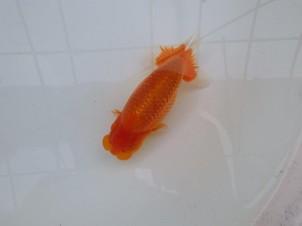 【愛知M 様作当歳らんちゅう 】素晴らしい雰囲気のらんちゅう　約14㎝オス？