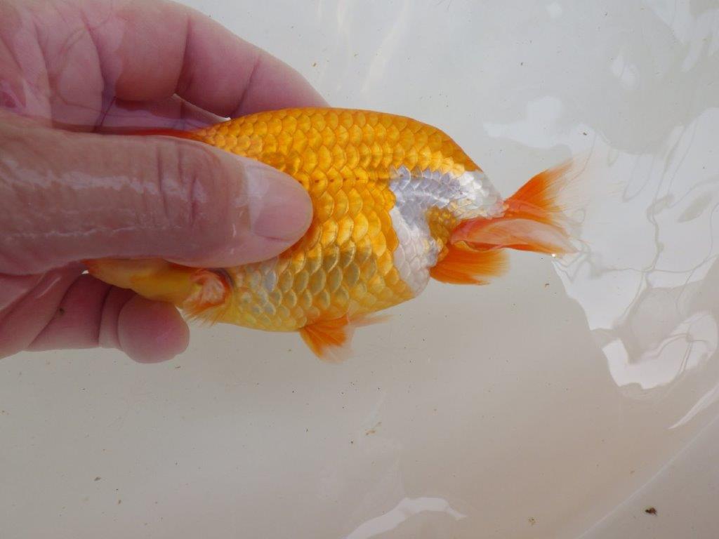 【全国大会西大関獲得ブリーダー 】上見も横見もお勧めな弐歳らんちゅうJ約13㎝オス?