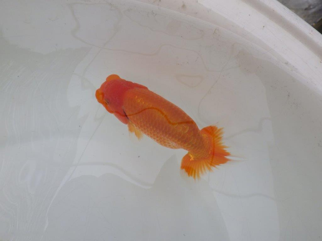 【愛知超優良系統 】雰囲気が良くそそられる当歳らんちゅう約13㎝オス？