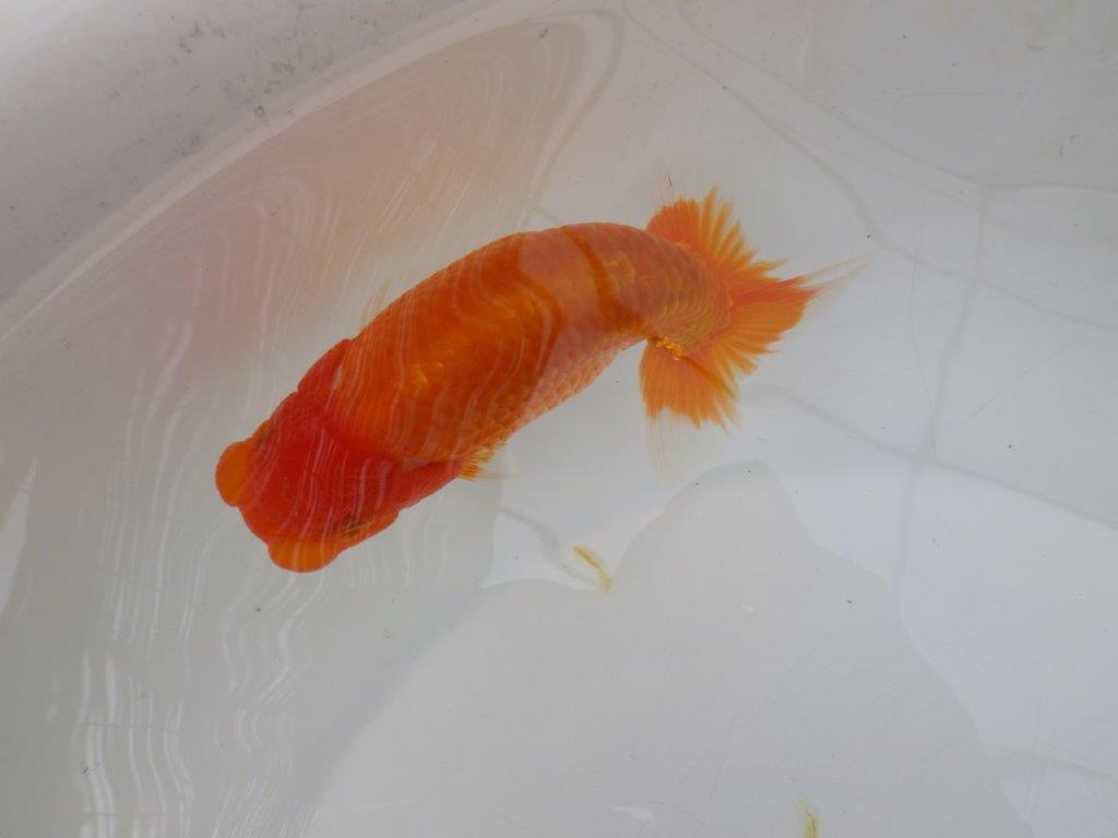 【愛知超優良系統 】雰囲気が良くそそられる当歳らんちゅう約13㎝オス？