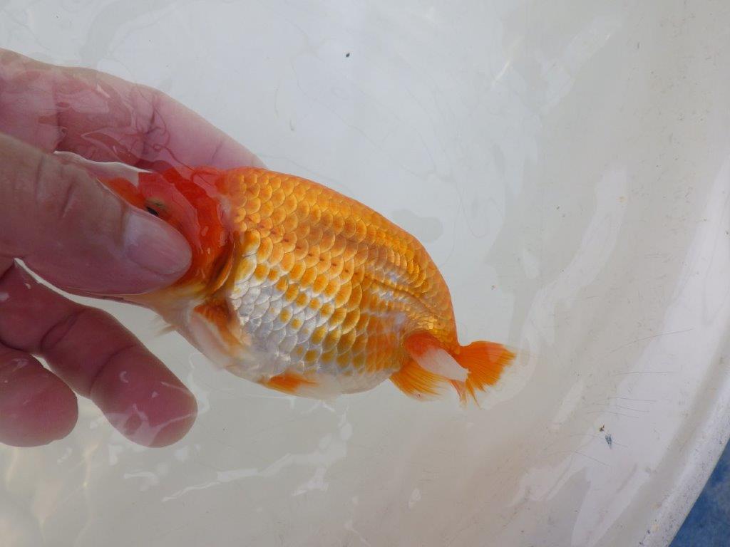【愛知超優良系統 】雰囲気が良くそそられる当歳らんちゅう約13㎝オス？