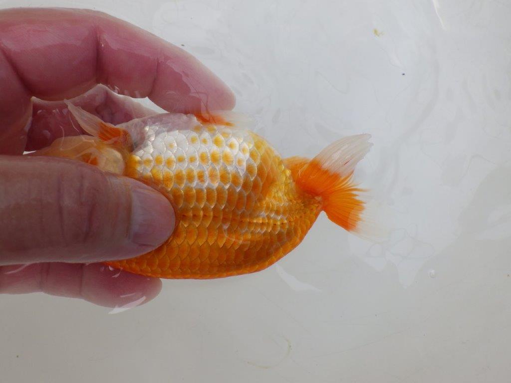 【愛知超優良系統 】雰囲気が良くそそられる当歳らんちゅう約13㎝オス？