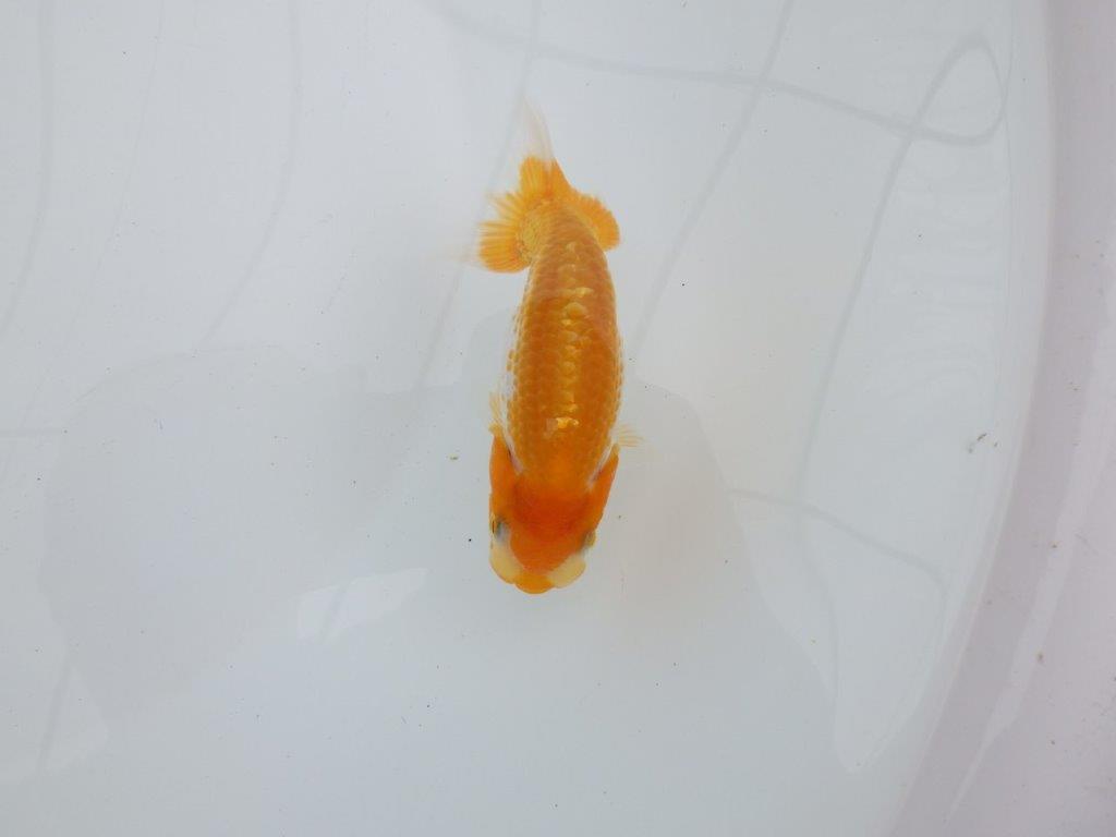 【逸品当歳らんちゅう】上見も横見もお勧めの更紗らんちゅう　約11ｃｍ前後