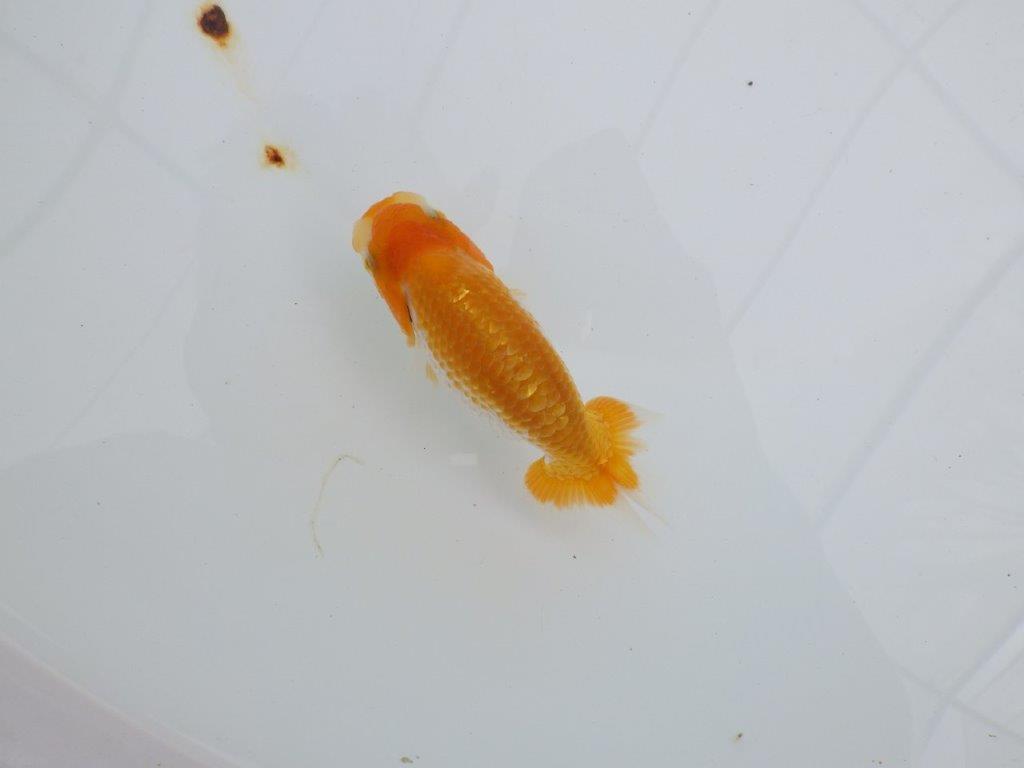 【逸品当歳らんちゅう】上見も横見もお勧めの更紗らんちゅう　約11ｃｍ前後