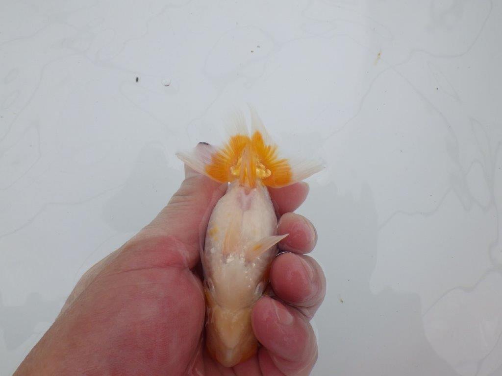 【逸品当歳らんちゅう】上見も横見もお勧めの更紗らんちゅう　約11ｃｍ前後