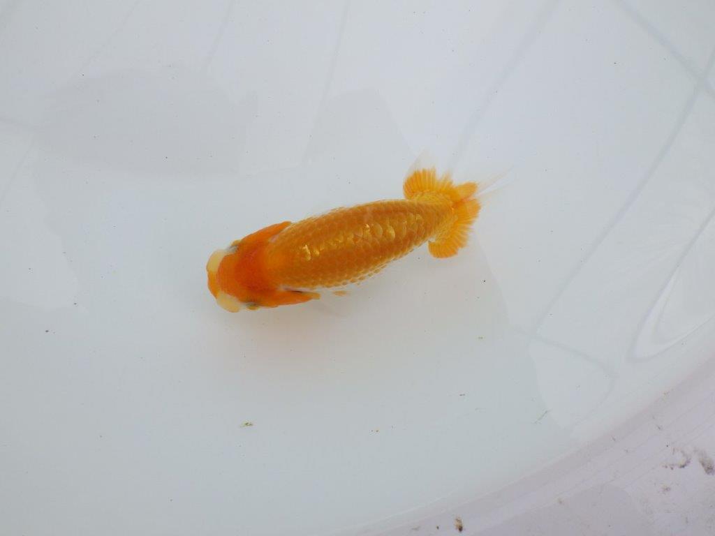 【逸品当歳らんちゅう】上見も横見もお勧めの更紗らんちゅう　約11ｃｍ前後