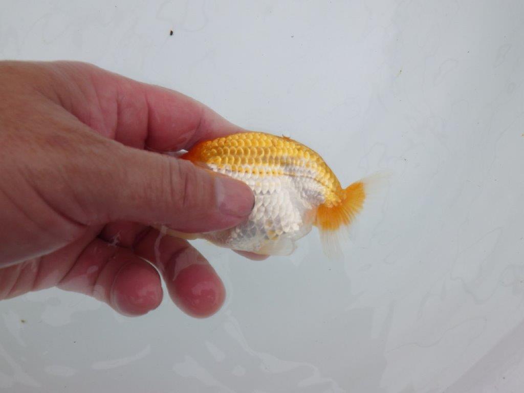 【逸品当歳らんちゅう】上見も横見もお勧めの更紗らんちゅう　約11ｃｍ前後