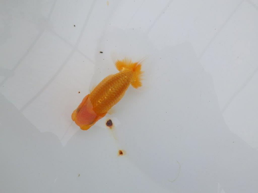 【逸品当歳らんちゅう】タネにお勧めポイント多数！のらんちゅう　約10,5ｃｍ前後