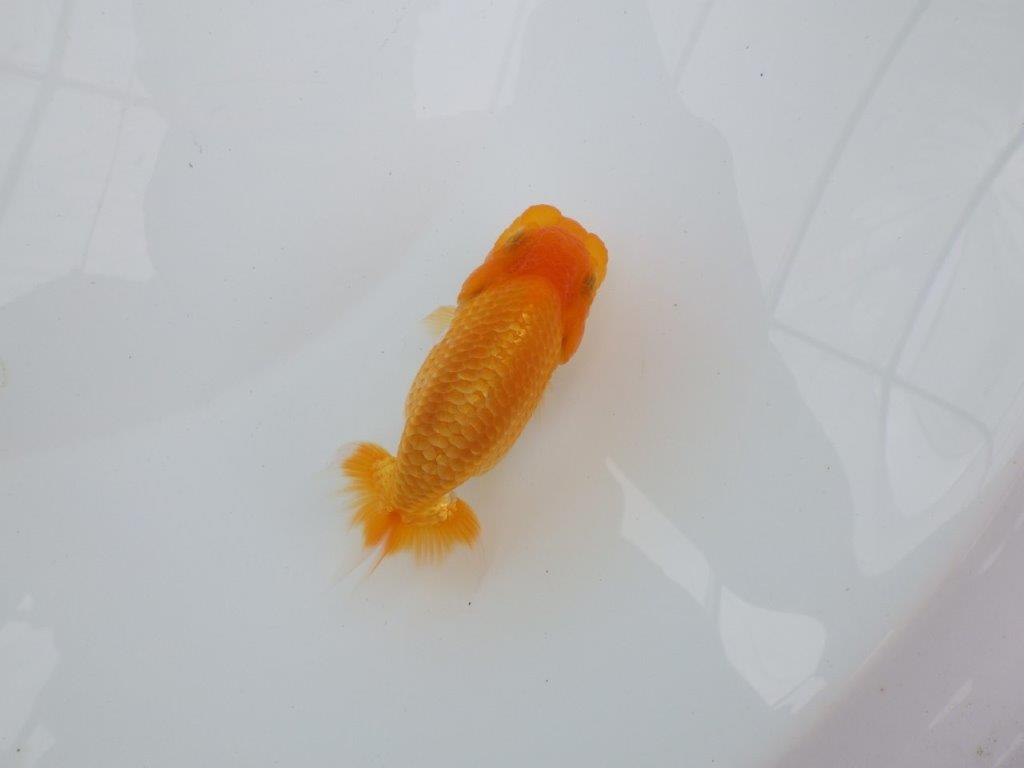【逸品当歳らんちゅう】タネにお勧めポイント多数！のらんちゅう　約10,5ｃｍ前後