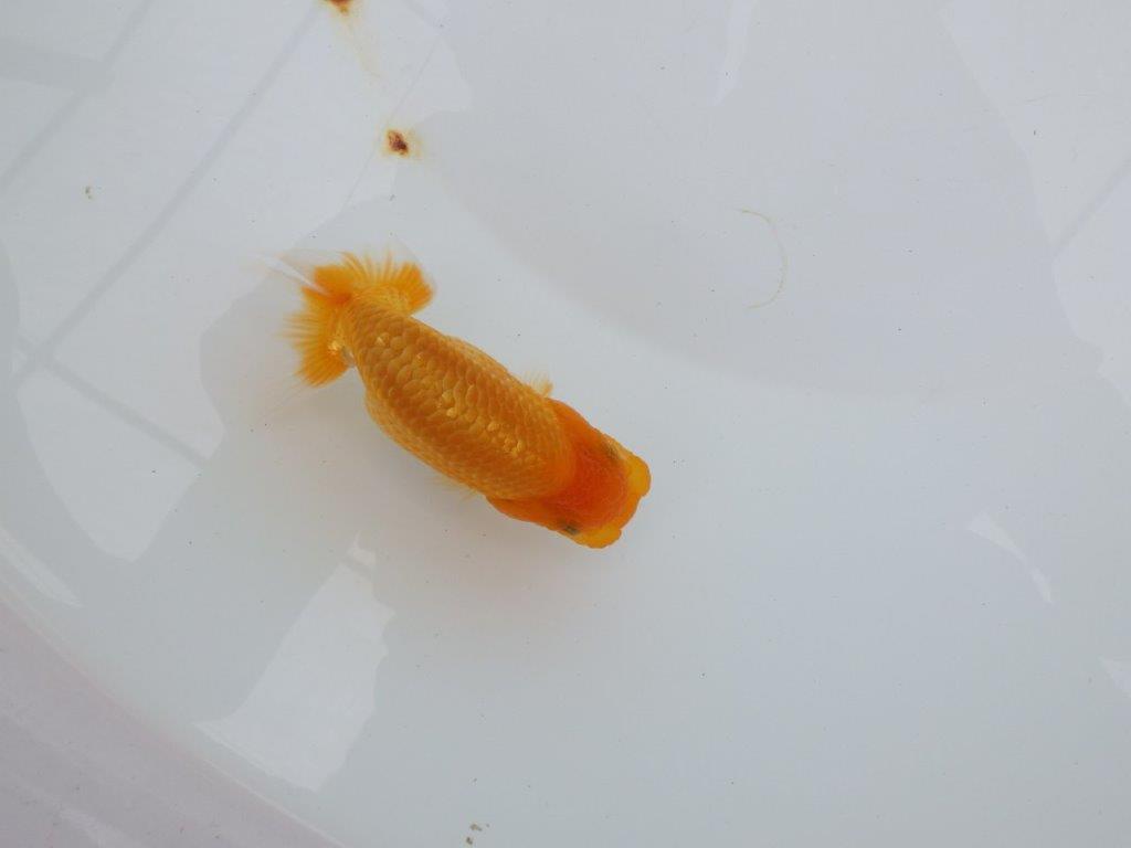 【逸品当歳らんちゅう】タネにお勧めポイント多数！のらんちゅう　約10,5ｃｍ前後