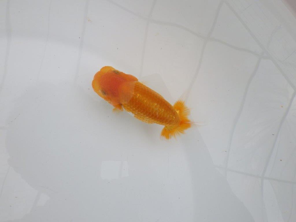 【逸品当歳らんちゅう】タネにお勧めポイント多数！のらんちゅう　約10,5ｃｍ前後
