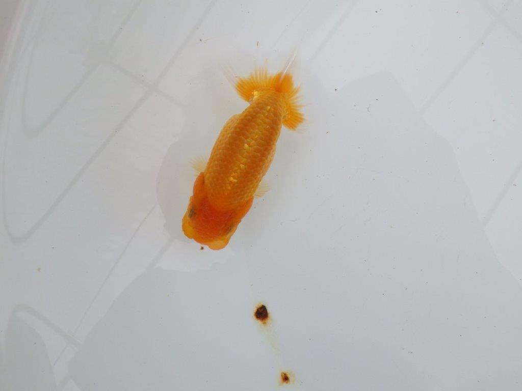 【逸品当歳らんちゅう】タネにお勧めポイント多数！のらんちゅう　約10,5ｃｍ前後