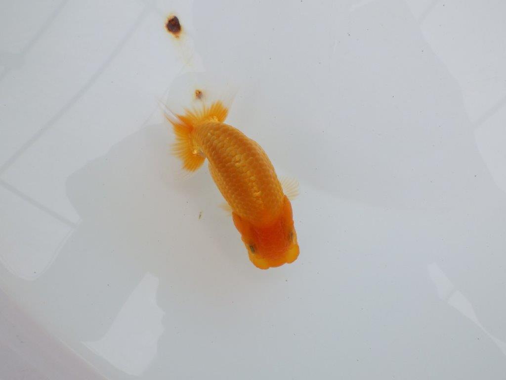 【逸品当歳らんちゅう】タネにお勧めポイント多数！のらんちゅう　約10,5ｃｍ前後