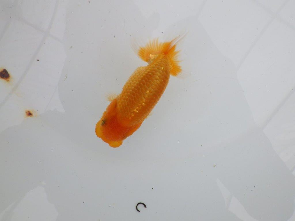 【逸品当歳らんちゅう】タネにお勧めポイント多数！のらんちゅう　約10,5ｃｍ前後