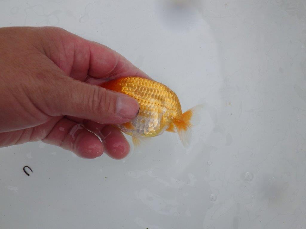 【逸品当歳らんちゅう】タネにお勧めポイント多数！のらんちゅう　約10,5ｃｍ前後