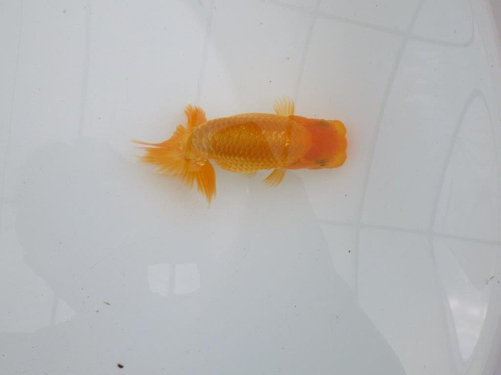 【逸品当歳らんちゅう】頭、尾張りの良いらんちゅう　約11,5ｃｍ前後
