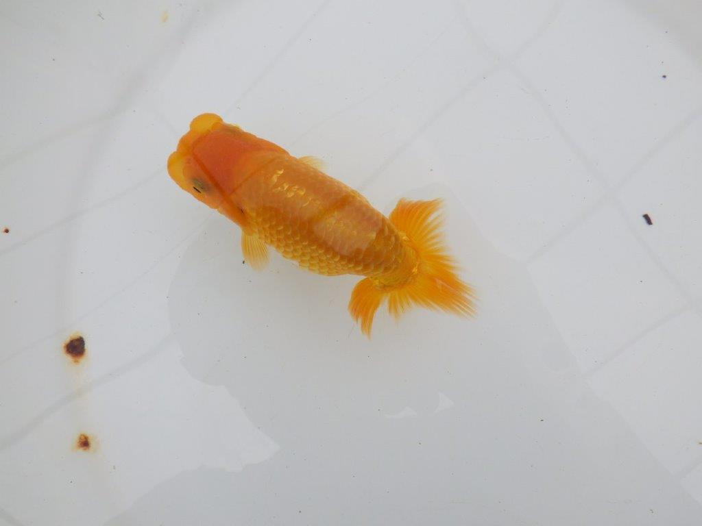 【逸品当歳らんちゅう】頭、尾張りの良いらんちゅう　約11,5ｃｍ前後