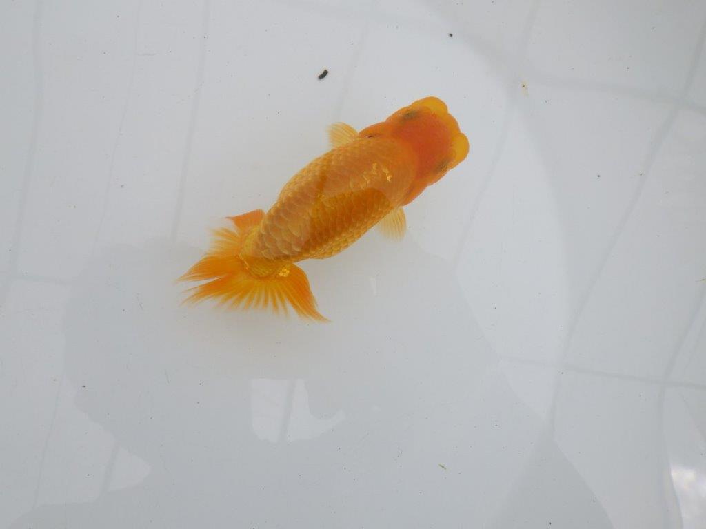 【逸品当歳らんちゅう】頭、尾張りの良いらんちゅう　約11,5ｃｍ前後