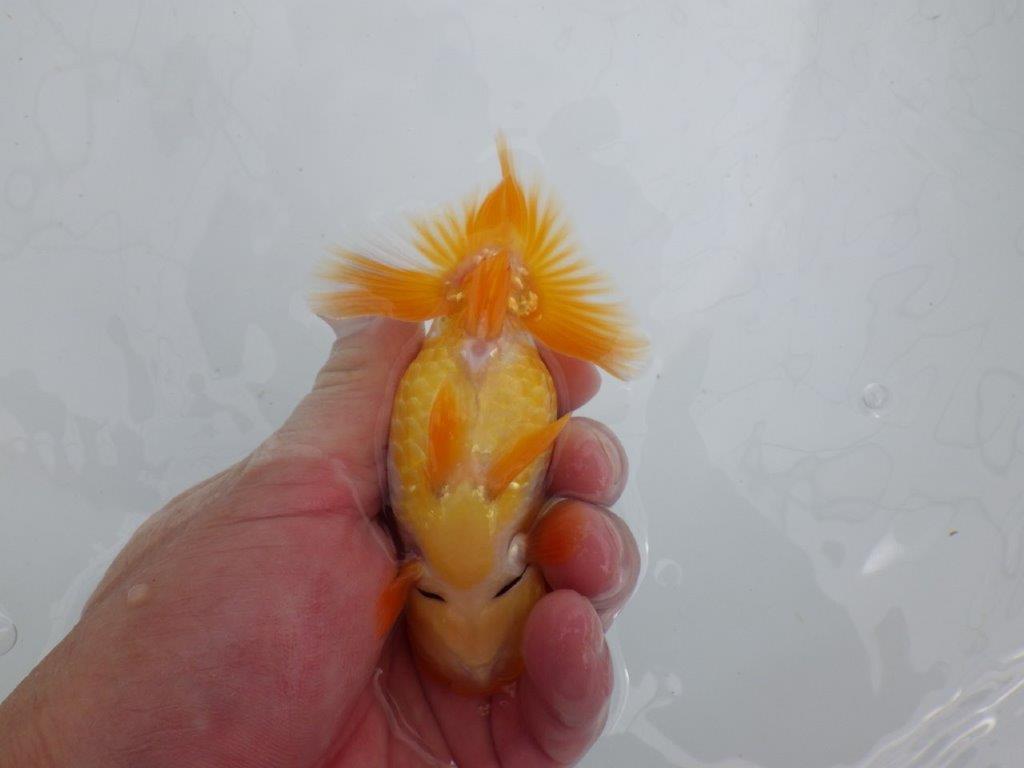 【逸品当歳らんちゅう】頭、尾張りの良いらんちゅう　約11,5ｃｍ前後