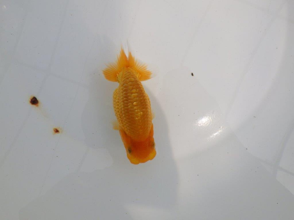 【逸品当歳らんちゅう】素晴らしいフンタンのらんちゅう　約12ｃｍ前後