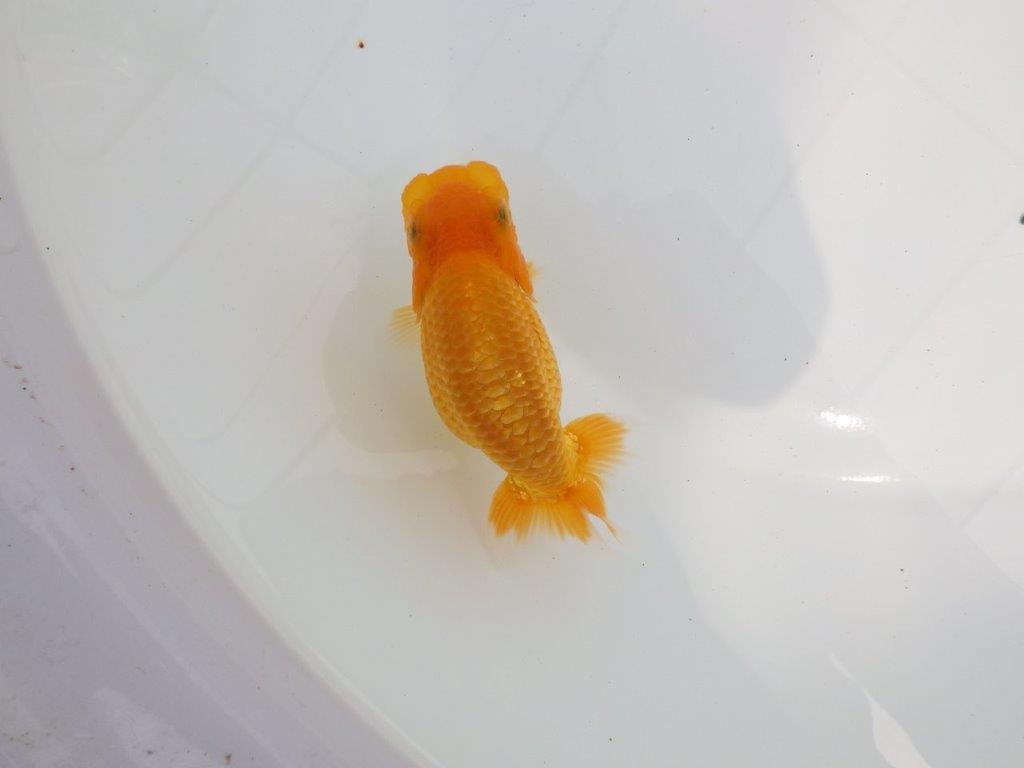 【逸品当歳らんちゅう】素晴らしいフンタンのらんちゅう　約12ｃｍ前後