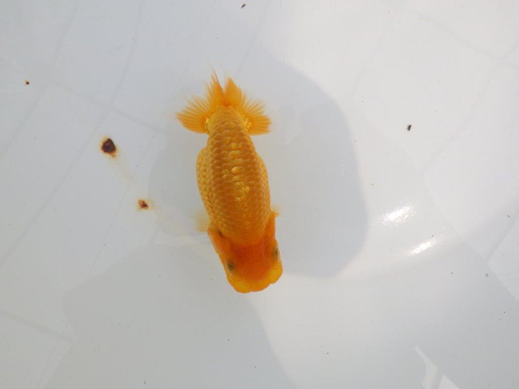 【逸品当歳らんちゅう】素晴らしいフンタンのらんちゅう　約12ｃｍ前後の上身