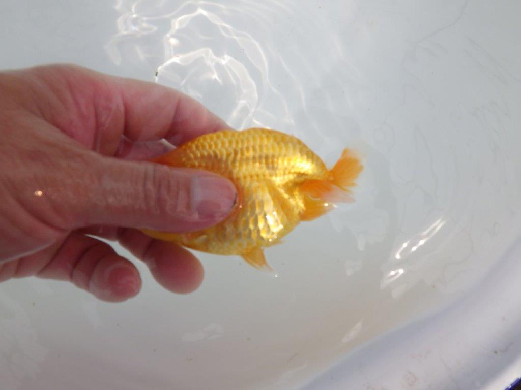 【逸品当歳らんちゅう】素晴らしいフンタンのらんちゅう　約12ｃｍ前後