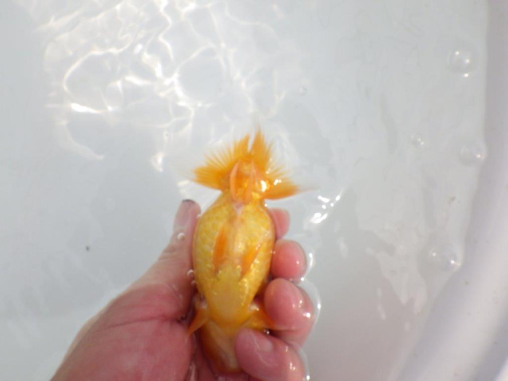 【逸品当歳らんちゅう】素晴らしいフンタンのらんちゅう　約12ｃｍ前後