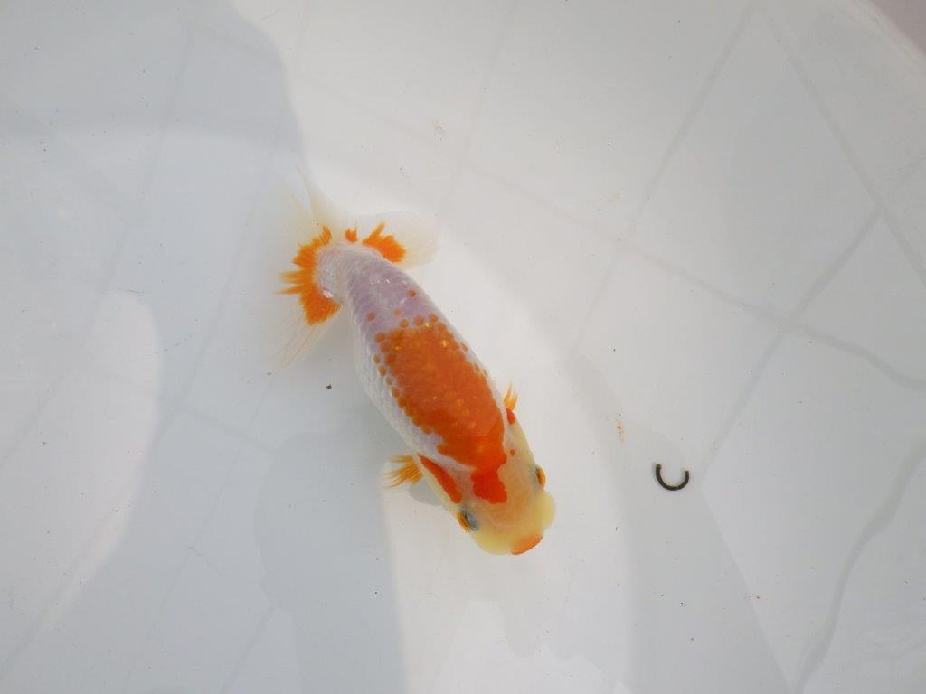 【逸品当歳らんちゅう】尾型、背なり、の良い更紗らんちゅう　約13ｃｍ前後の上身