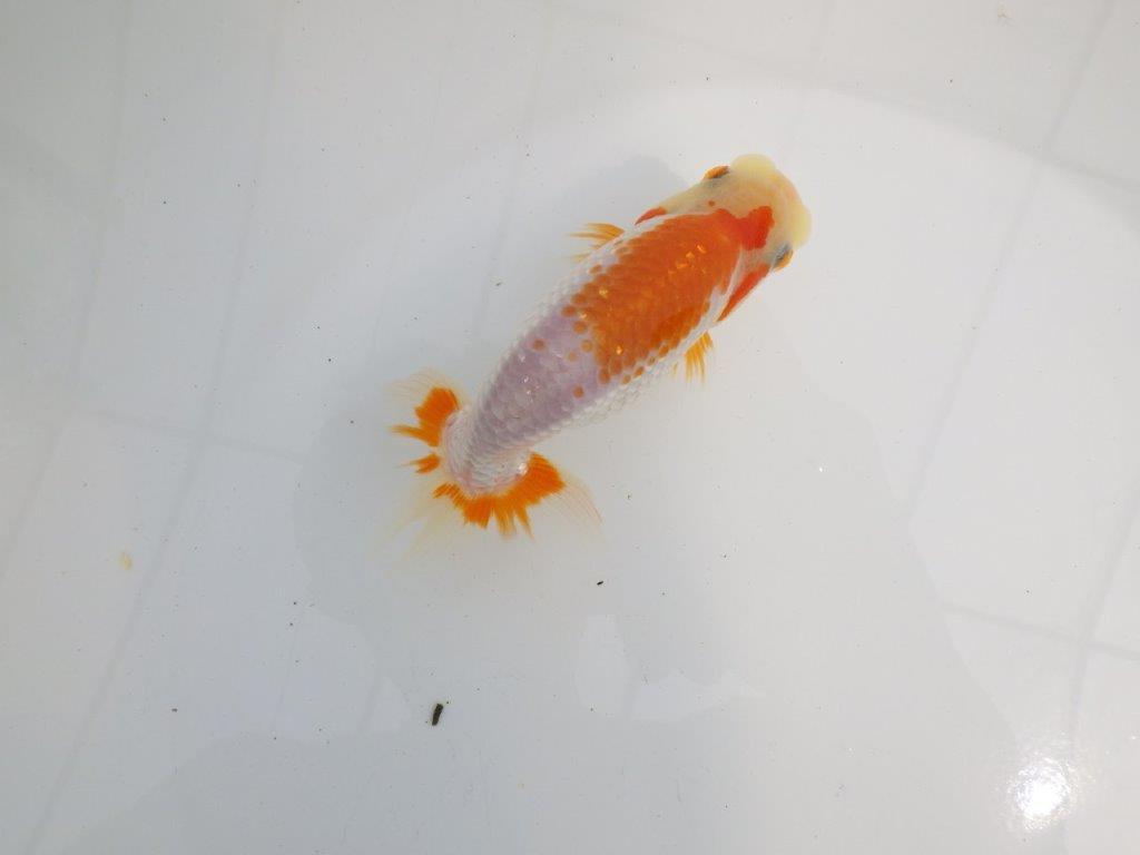 【逸品当歳らんちゅう】尾型、背なり、の良い更紗らんちゅう　約13ｃｍ前後