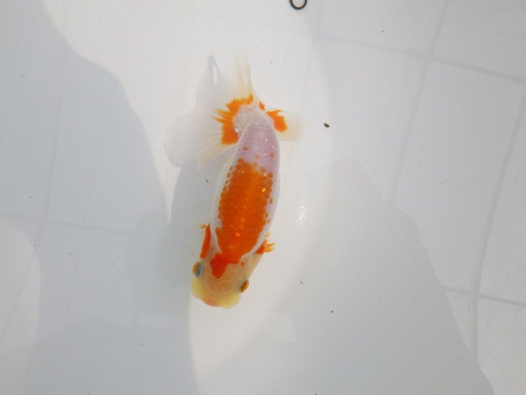 【逸品当歳らんちゅう】尾型、背なり、の良い更紗らんちゅう　約13ｃｍ前後