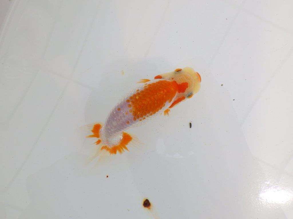 【逸品当歳らんちゅう】尾型、背なり、の良い更紗らんちゅう　約13ｃｍ前後