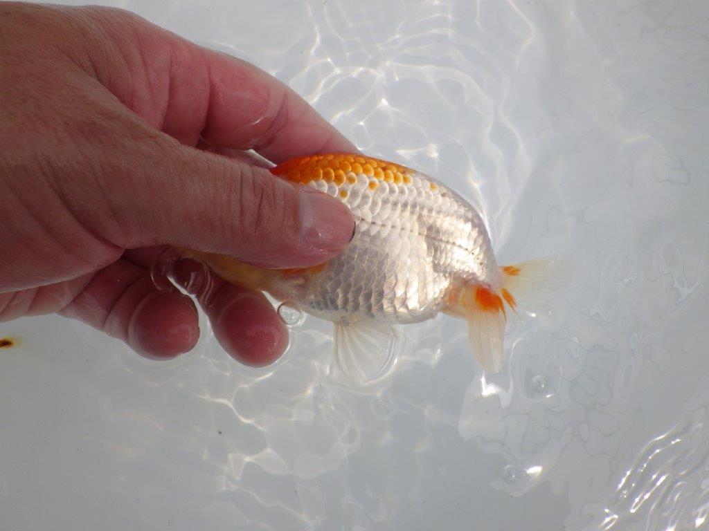 【逸品当歳らんちゅう】尾型、背なり、の良い更紗らんちゅう　約13ｃｍ前後