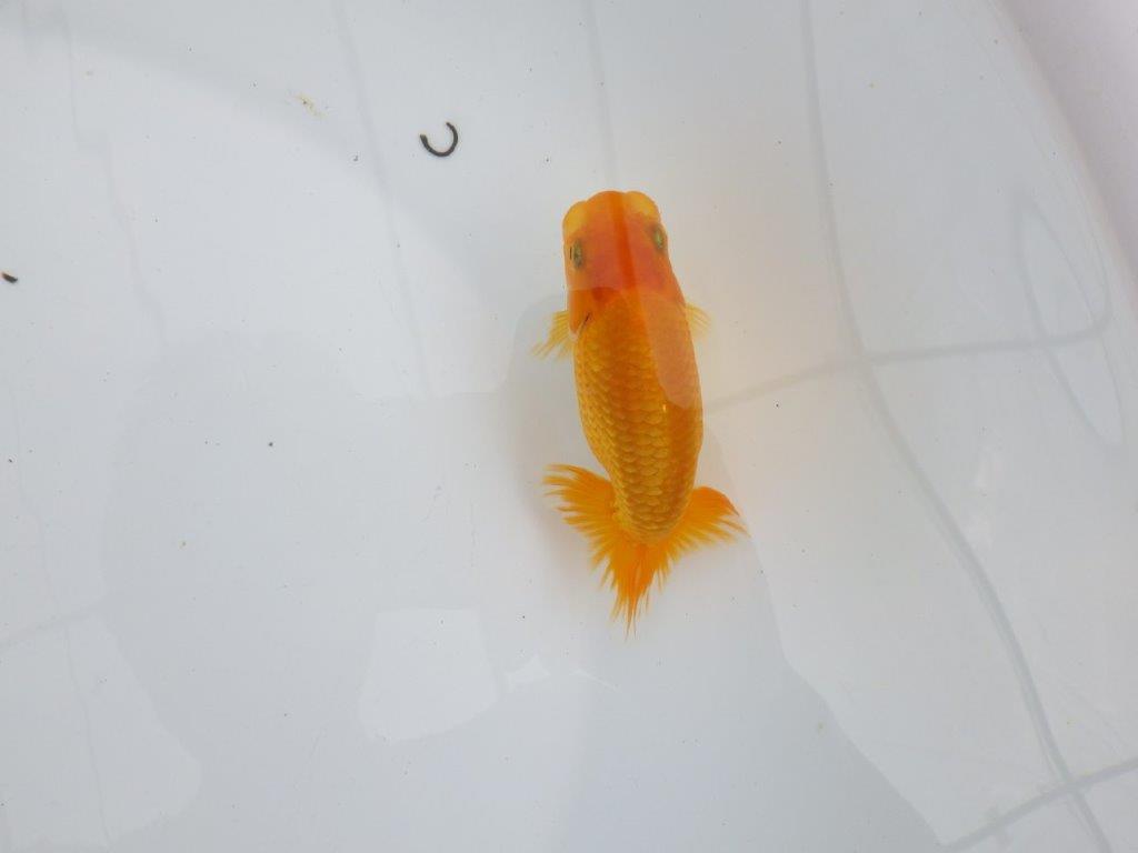 【逸品当歳らんちゅう】尾型, 構えが良い味のあるタイプのらんちゅう　約11,5ｃｍ前後