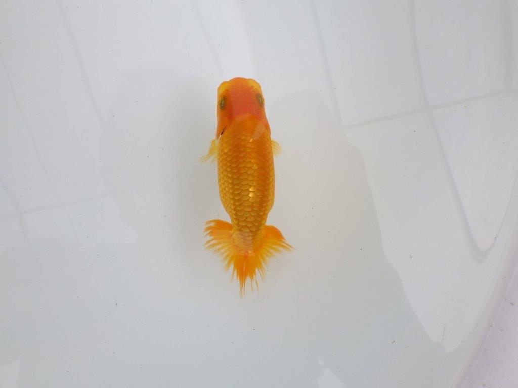 【逸品当歳らんちゅう】尾型, 構えが良い味のあるタイプのらんちゅう　約11,5ｃｍ前後