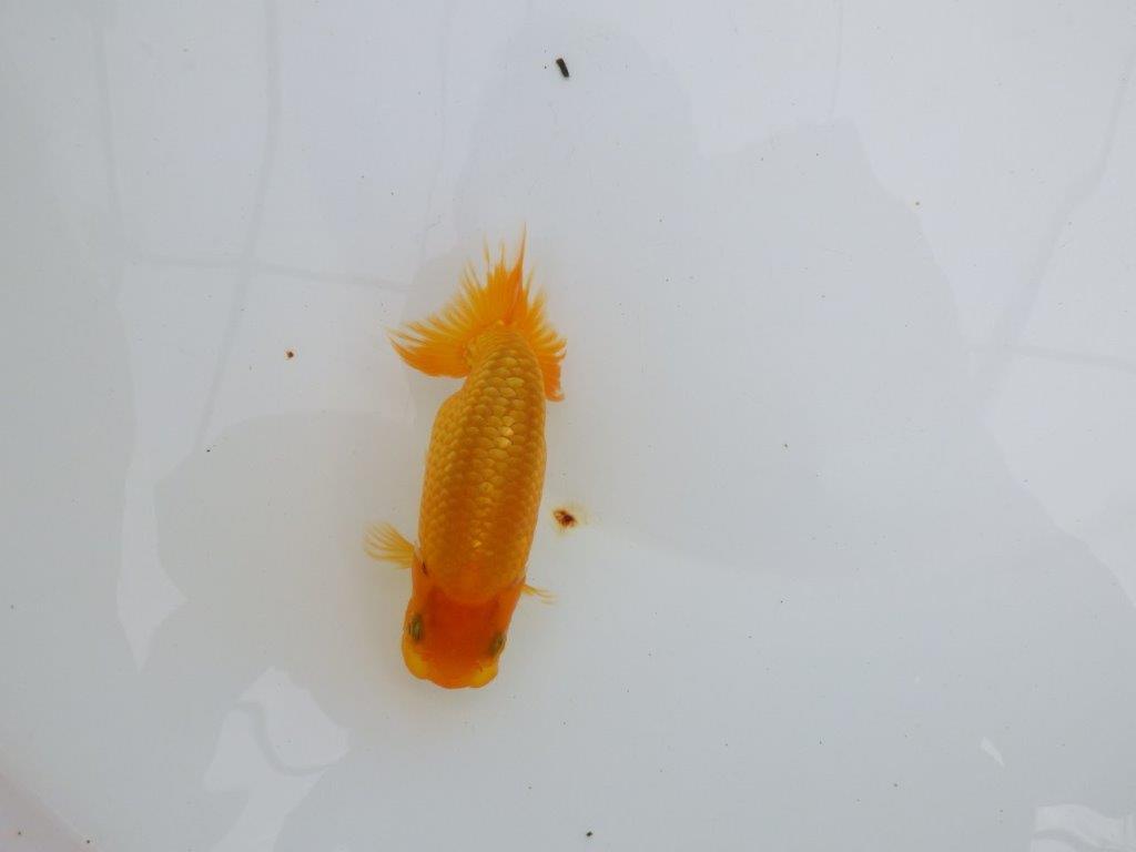 【逸品当歳らんちゅう】尾型, 構えが良い味のあるタイプのらんちゅう　約11,5ｃｍ前後の上身